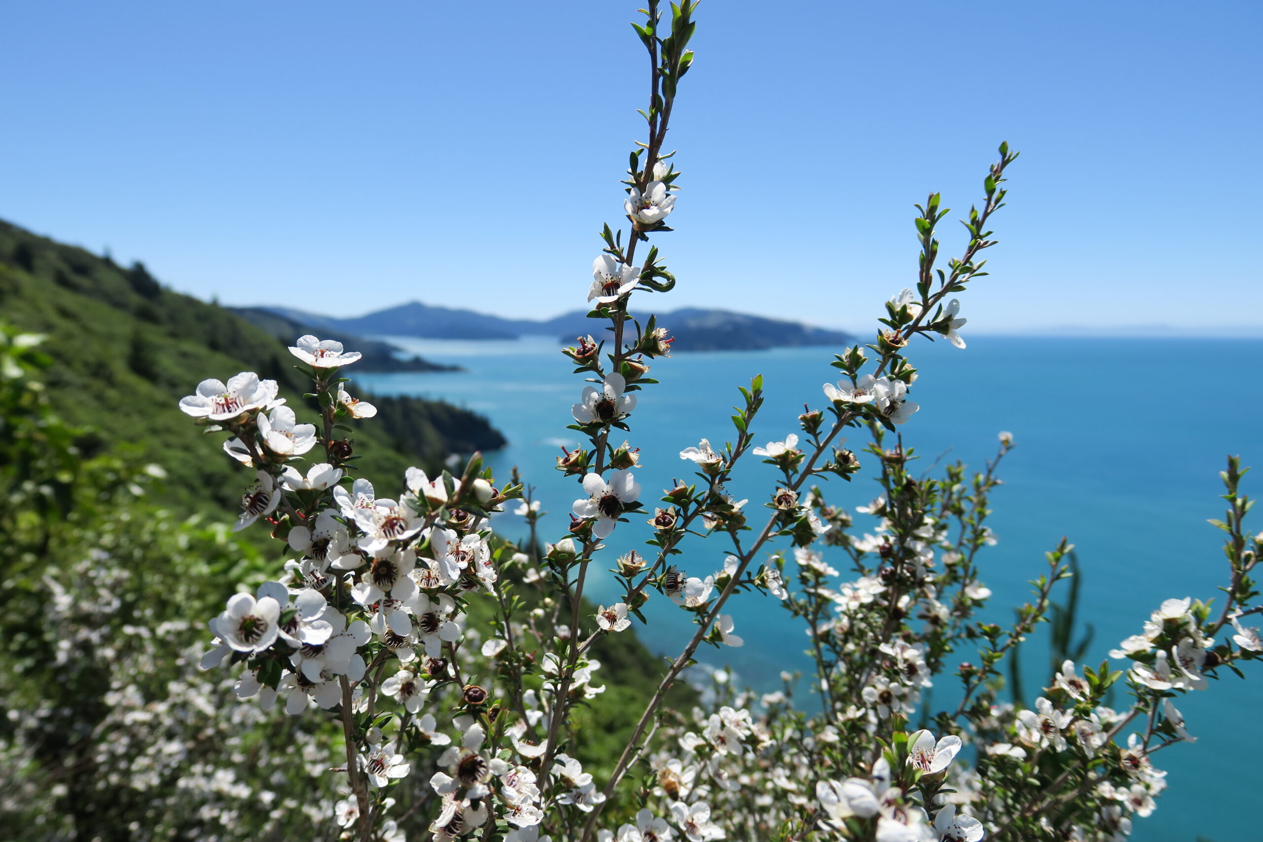 Flowering Manuka tree