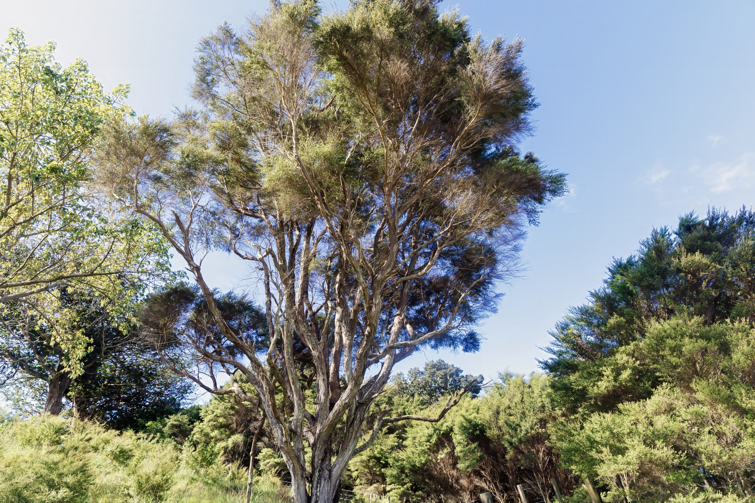 manuka scrub